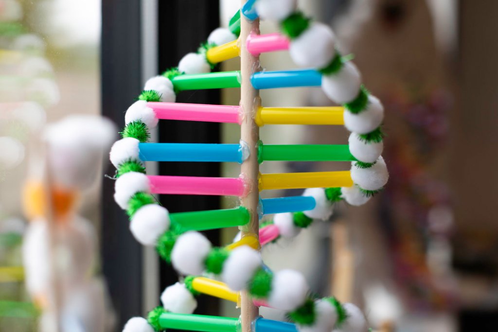 A student's DNA model is displayed in a window at Quest Forward Academy Omaha.